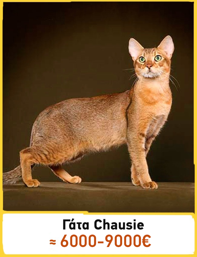 6eb6a547f460e89524587db895984379