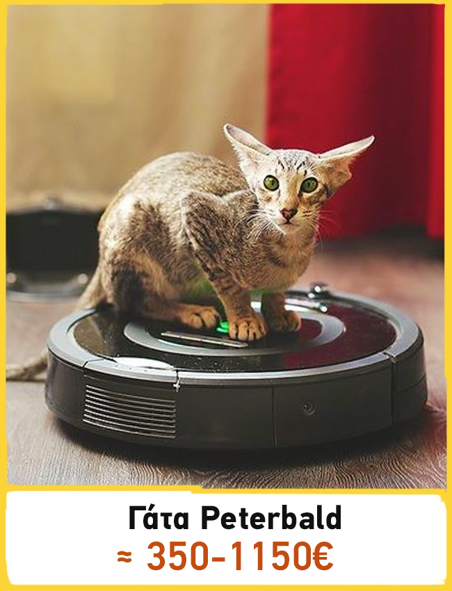 910f9fbb492a2d97a8f8970358446cdc