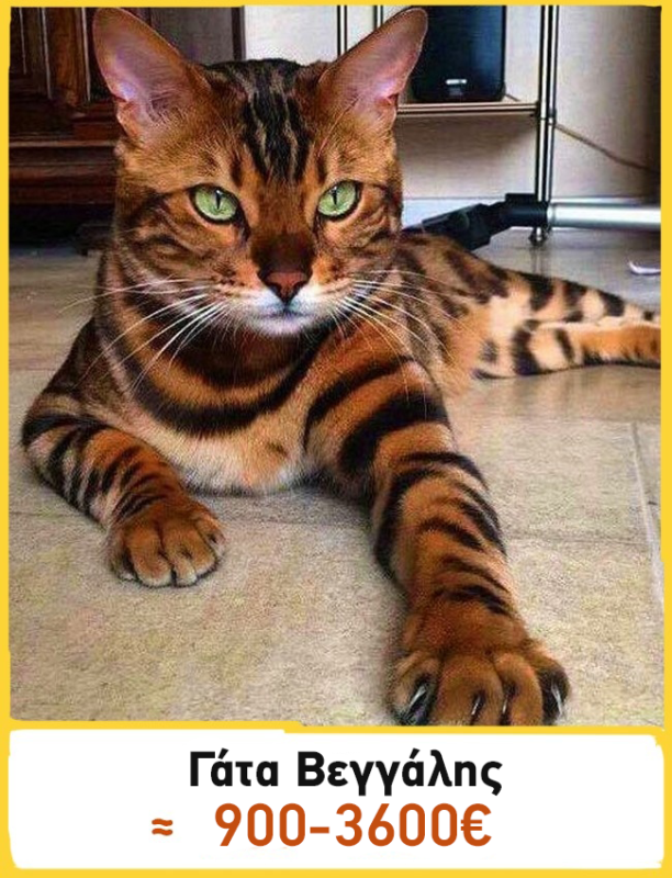 b981ebdb513796b64f2258347efa7237