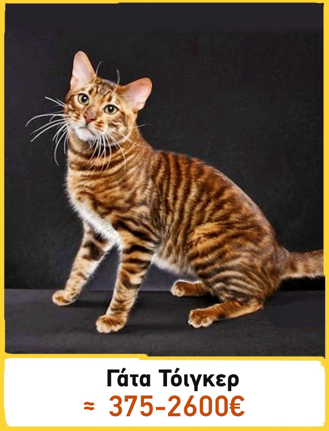 fc308bf69347dbb5ac893f6cc7d69ed8