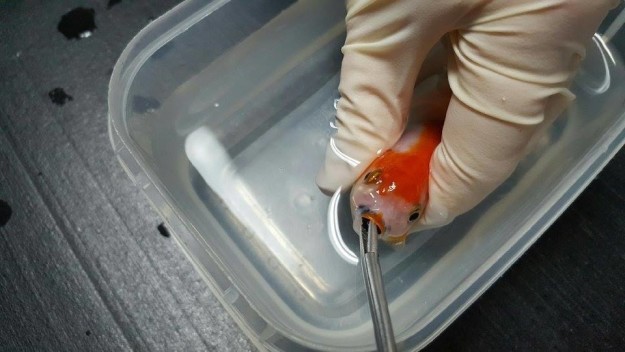Brisbane Bird and Exotics Veterinary Services