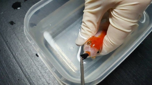 Brisbane Bird and Exotics Veterinary Services