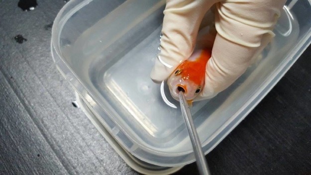 Brisbane Bird and Exotics Veterinary Services