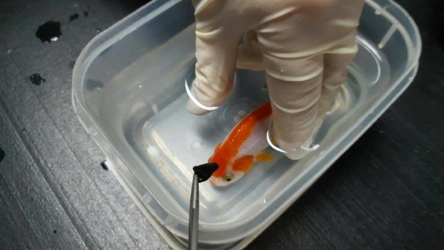 Brisbane Bird and Exotics Veterinary Services