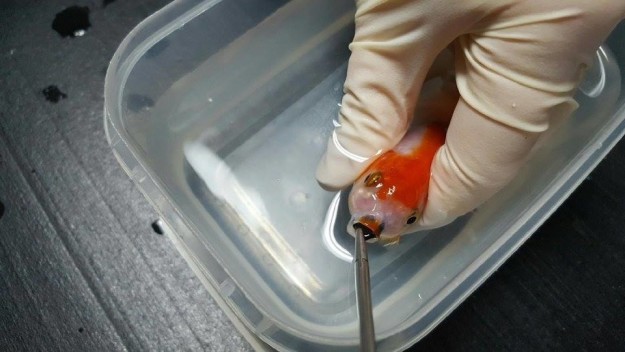 Brisbane Bird and Exotics Veterinary Services